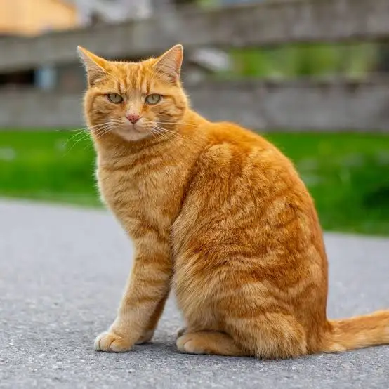 An Orange Cat sitting and staring at camera.
